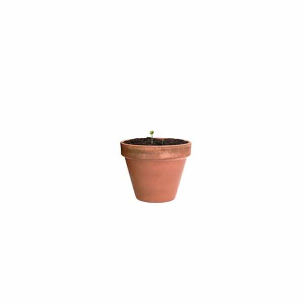 Eko Biyok - kapsułka z nasionami kwiatów AP722147