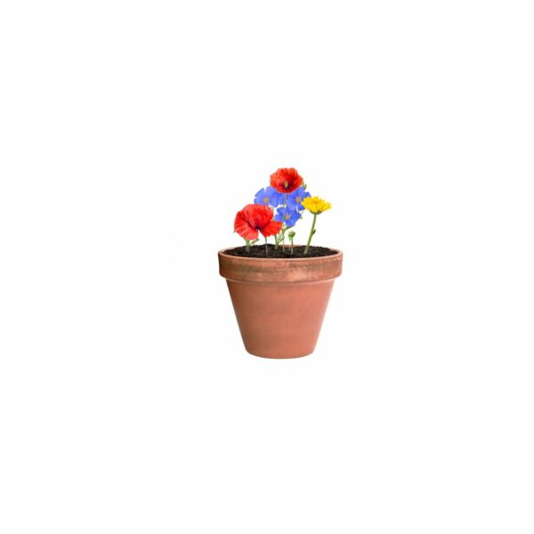 Eko Biyok - kapsułka z nasionami kwiatów AP722147